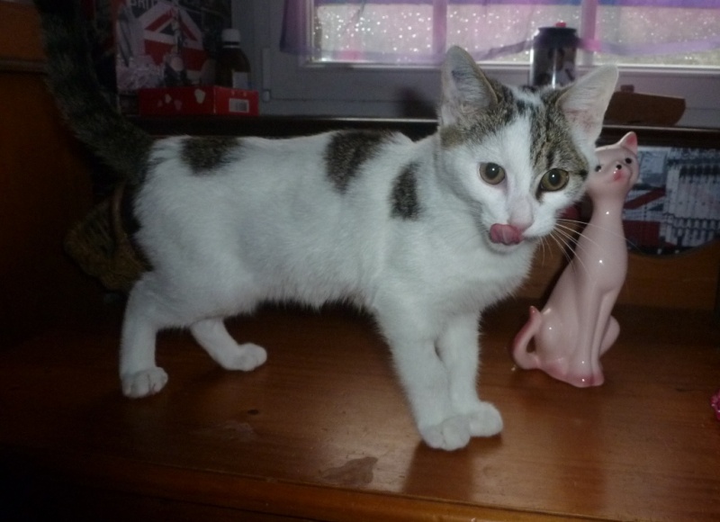 Justy, chaton mâle blanc et gris né le 10/06/2014 P1090411