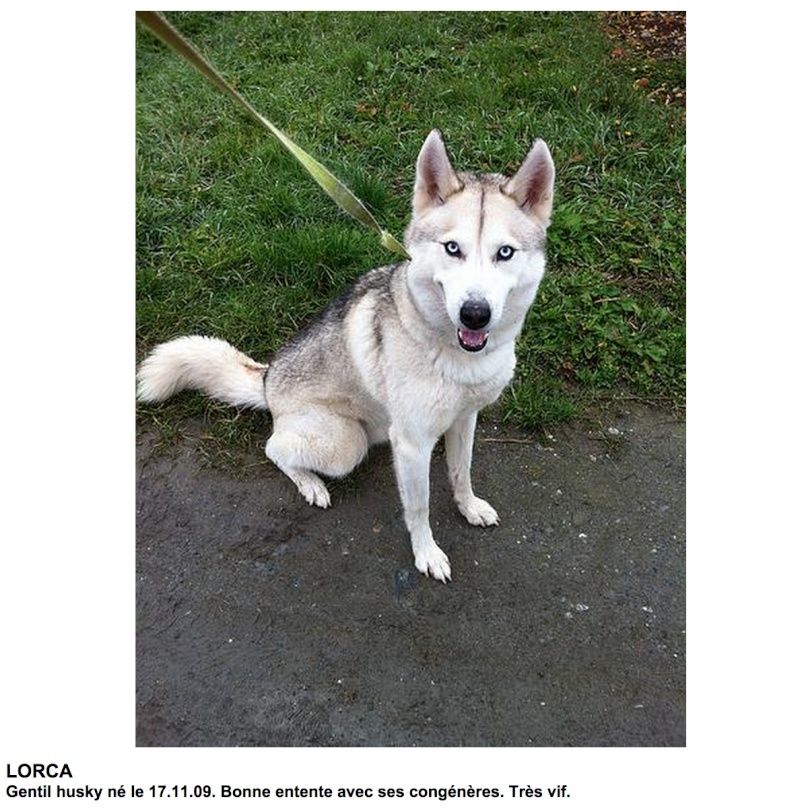 LORCA, Husky (m), né le 17.11/09 ok congénères très vif REFU Suisse ADOPTE Lorca10