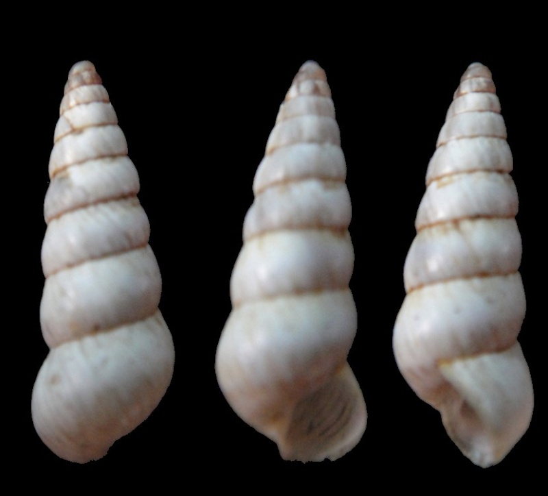 Cochlicella acuta (Müller, 1774) Aix-en10