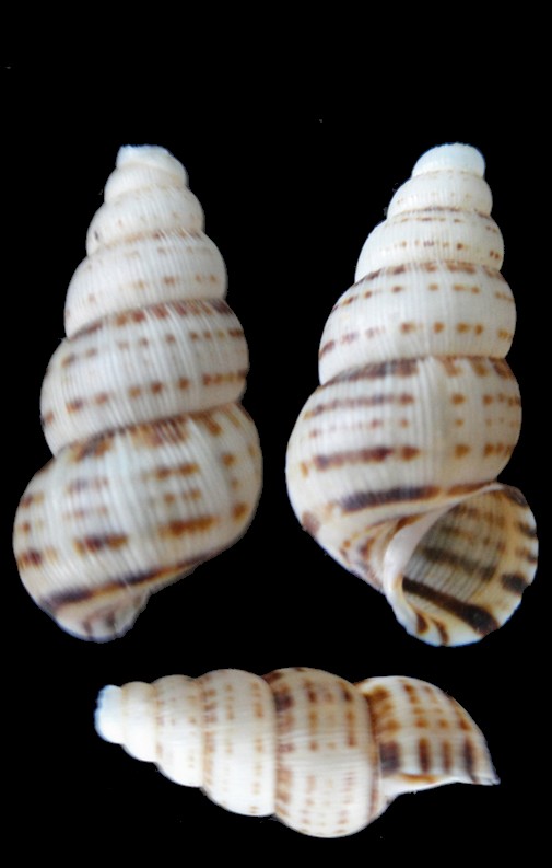 Chondropoma plicatulum (Pfeiffer, 1839) Chondr10