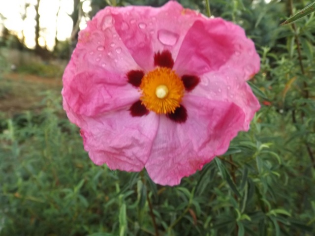 Floraisons de novembre - Page 9 00710