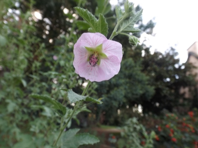 Floraisons de novembre - Page 9 00910