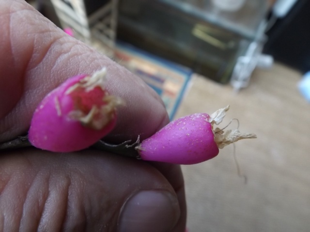 Fuchsia procumbens, Ugni molinae, Schlumbergera - fruits [devinette] 01611