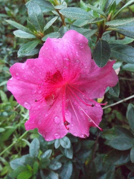 Floraisons de novembre - Page 9 03110