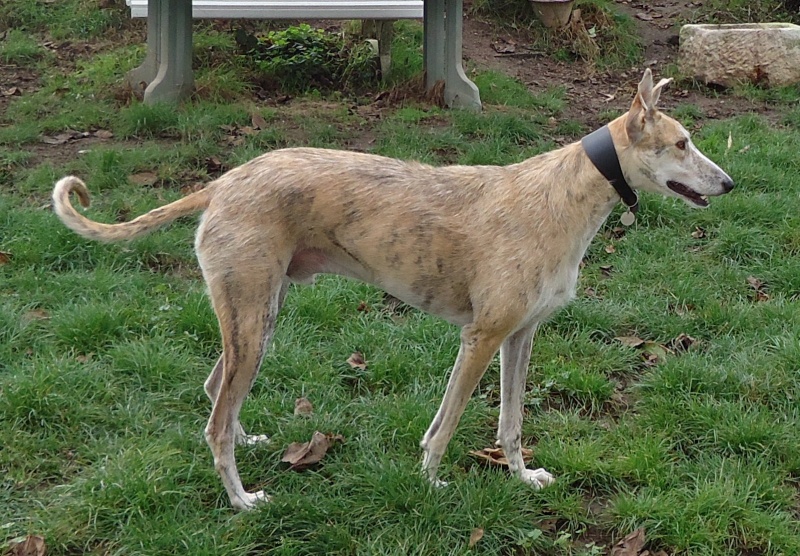 Duque – adorable galgo (5 ans) OK chats Scooby France Adopté  - Page 7 Dsc04917