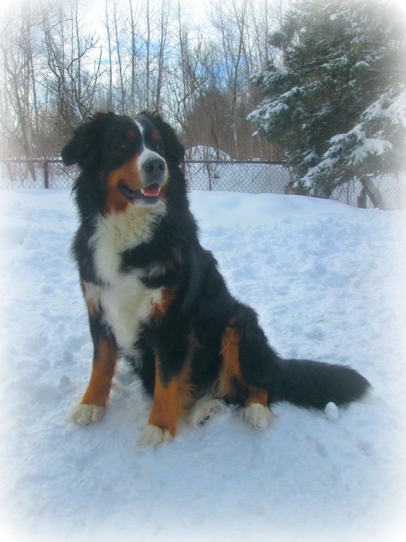 ma chienne ... - Page 4 Gaiia10