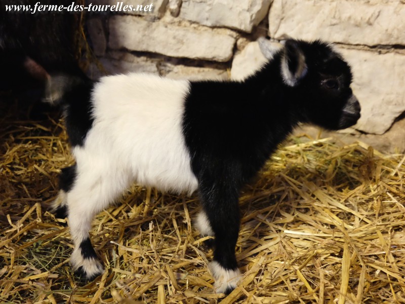 JOELINE et JAYDA, jumelles nouvelles-nées ! Dscf2511