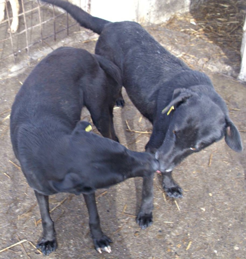 ZEBULON - mâle, croisé labrador (PASCANI) - chez Chantal(depart63) - ADOPTE PAR PATRICK (63) Cachou12