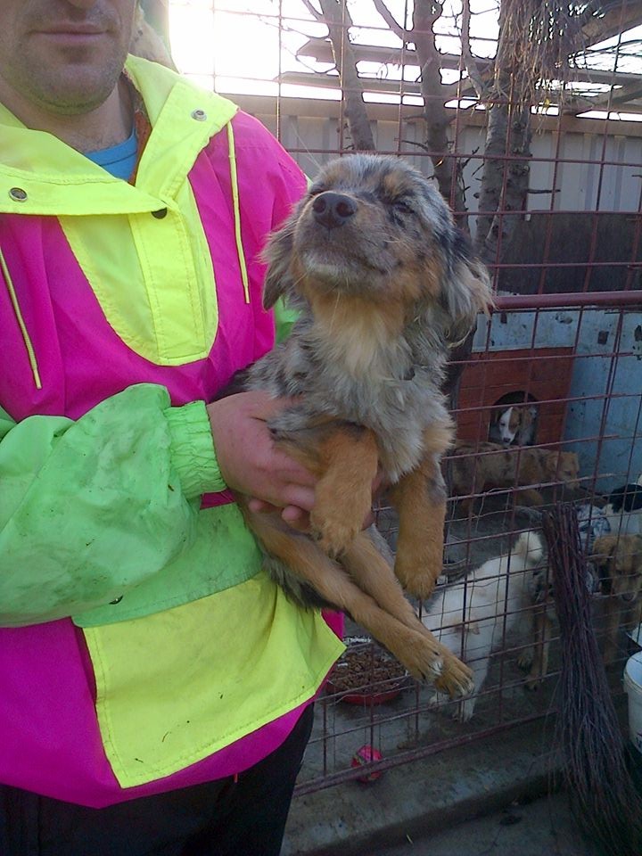 PASTEL, chiot femelle x berger australien née env avril 2014 (Pascani) - adoptée par Marybee (dpt 84) Pastel13