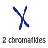 [GENETIQUE] La transmission génétique Chromo11
