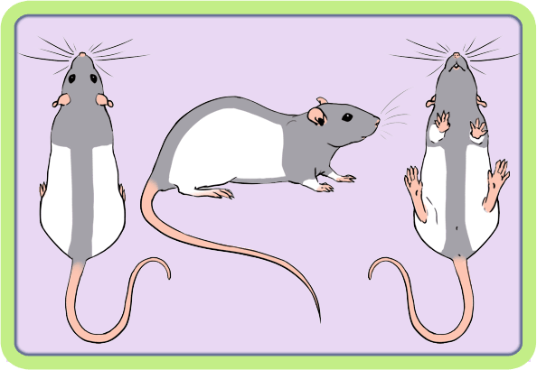 [GÉNÉTIQUE]  Marquages et dilutions du rat domestique Du10