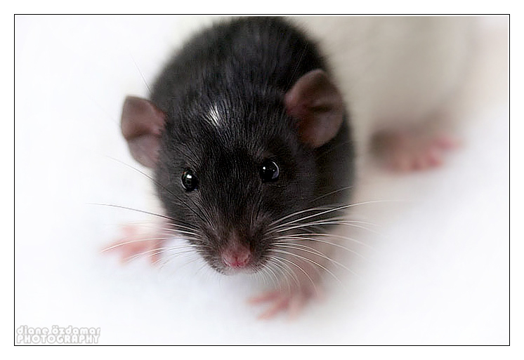 [GÉNÉTIQUE]  Marquages et dilutions du rat domestique Etoile10
