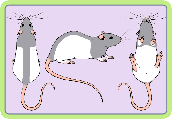 [GÉNÉTIQUE]  Marquages et dilutions du rat domestique Hooded10