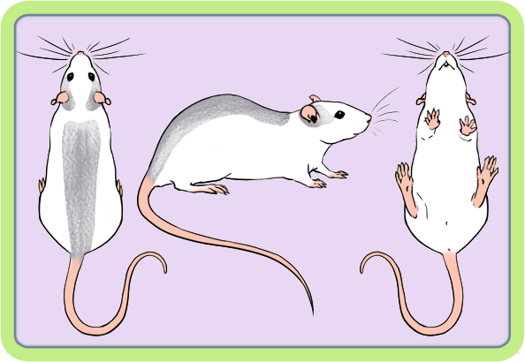 [GÉNÉTIQUE]  Marquages et dilutions du rat domestique Huskyc11