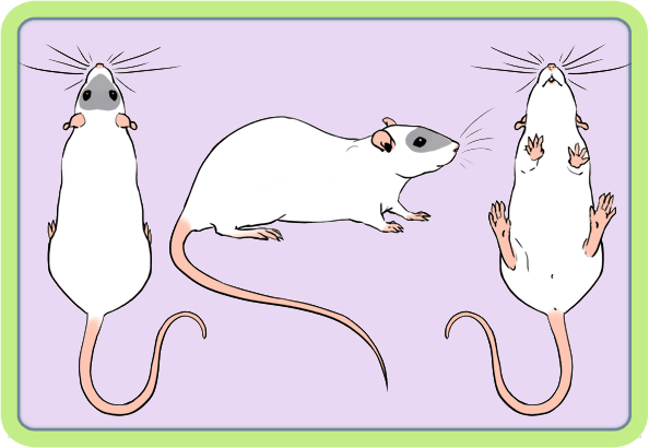 [GÉNÉTIQUE]  Marquages et dilutions du rat domestique Masque10