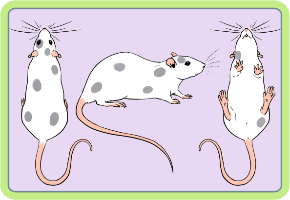 [GÉNÉTIQUE]  Marquages et dilutions du rat domestique Spotte10