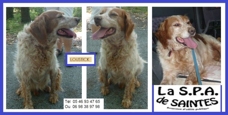 Urgence - LOUSTICK - epagneul breton 7 ans (4 ans de refuge) vite une famille d'accueil -  Spa de Saintes (17) A10