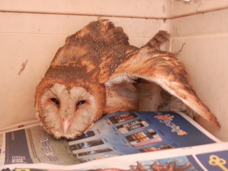 Mon expérience d'ASV et de Soigneur Animalier au Mexique Photo_14