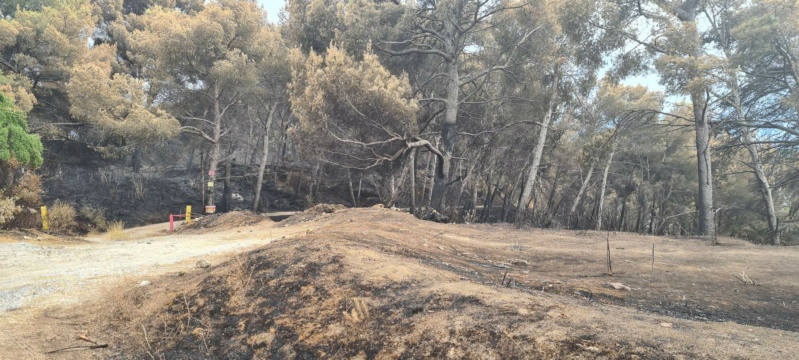 incendie de pinèdes à Istres Resize11