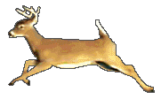cache 00deer10
