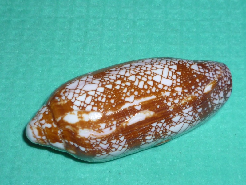 Conus (Darioconus) auratinus da Motta, 1982 P1120015