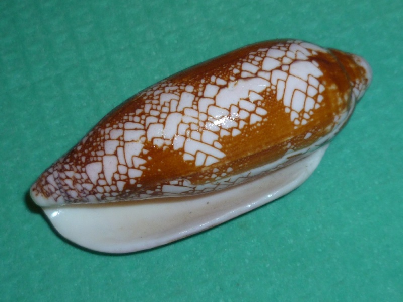 Conus (Darioconus) auratinus da Motta, 1982 P1120017