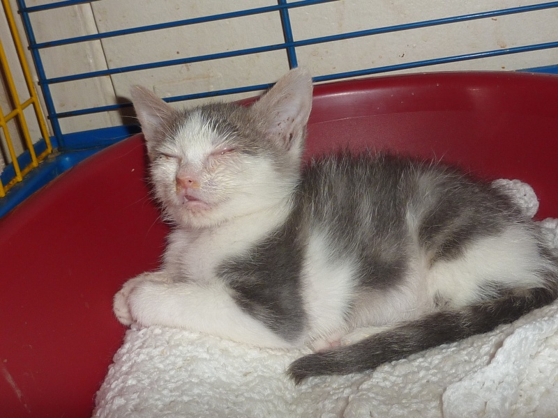 Jiji, femelle, 09.2014, silver tabby et blanche P1160621