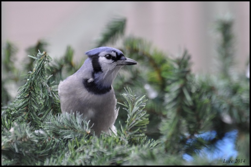 Il fait le beau ! Dsc_6510