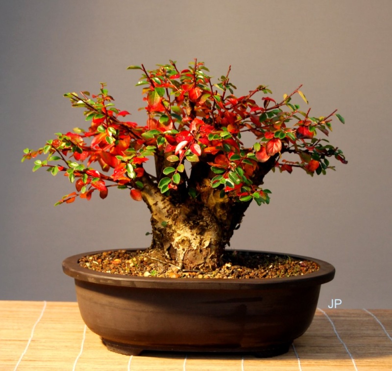 Show the Autumncolour from your bonsai - Page 5 Dsc_0014