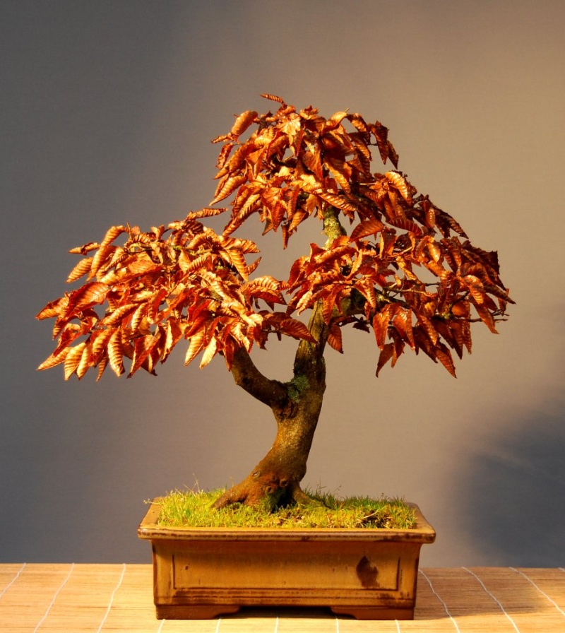 Show the Autumncolour from your bonsai - Page 5 Dsc_0015