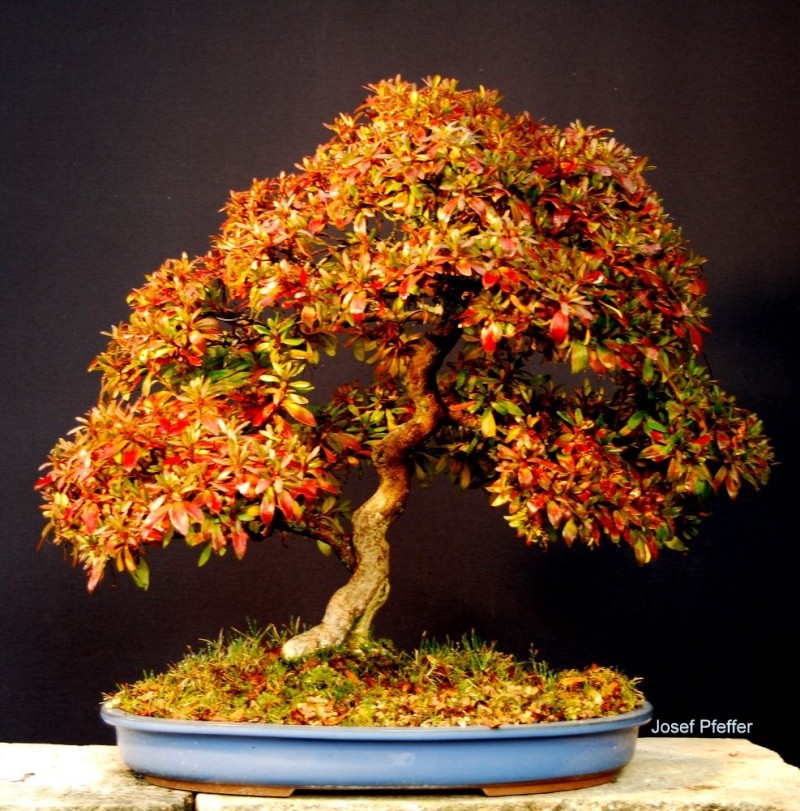 Show the Autumncolour from your bonsai - Page 5 Dsc_0016