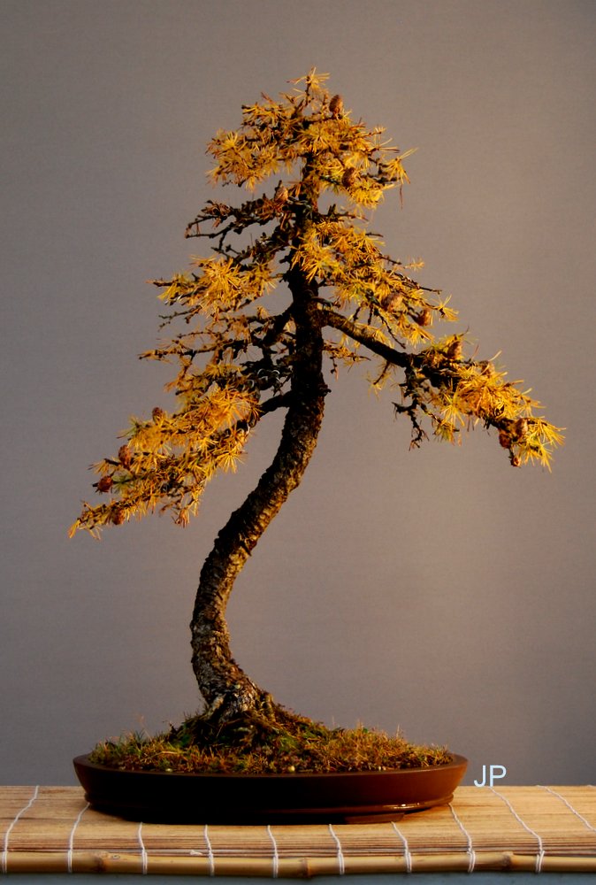 Show the Autumncolour from your bonsai - Page 5 Dsc_0019