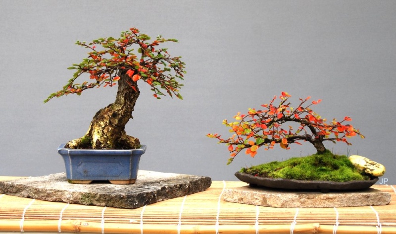 Show the Autumncolour from your bonsai - Page 5 Dsc_0021