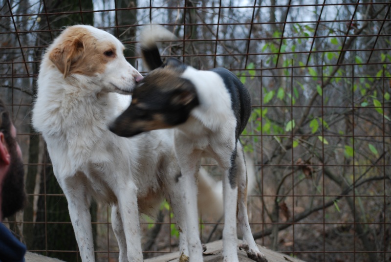 Athos, superbe croisement de setter, ne en janvier 2014  Dsc_0513