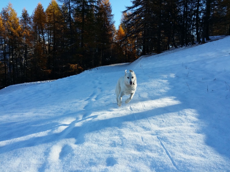 Nos chats, chiens, serpents, perroquets... - Page 2 20141112