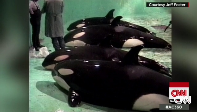 [New] Vidéo des orques capturées pour SeaWorld Tumblr10