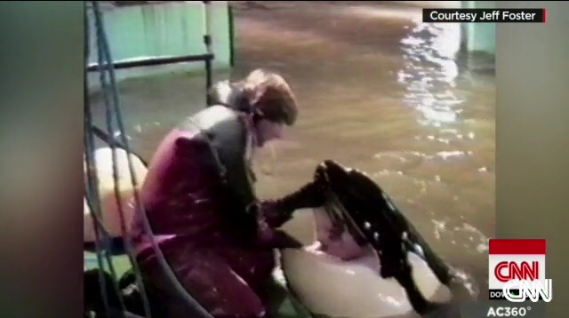 [New] Vidéo des orques capturées pour SeaWorld Tumblr11