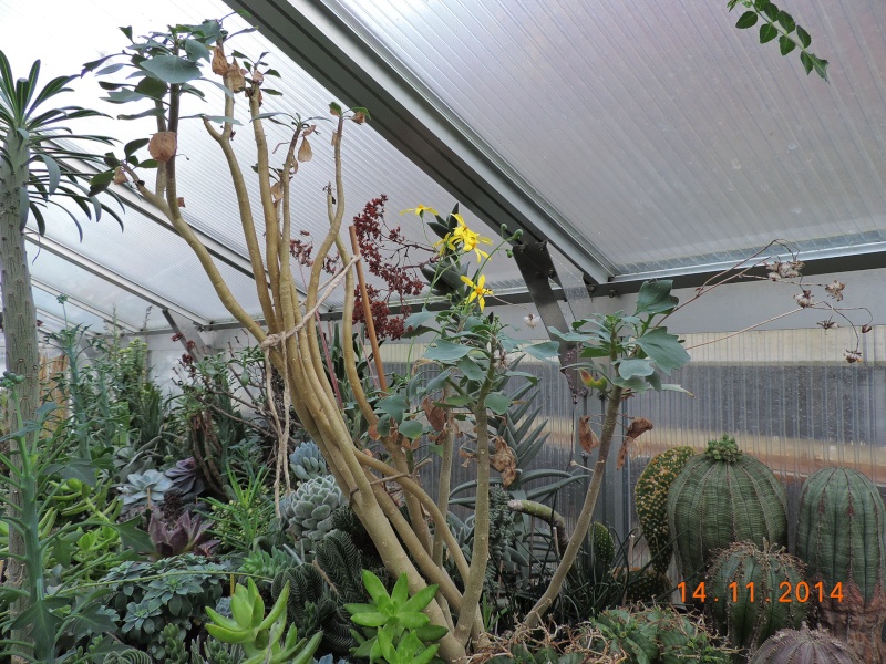 Cacti and Sukkulent in Köln, every day new flowers in the greenhouse Part 112 Bild_113