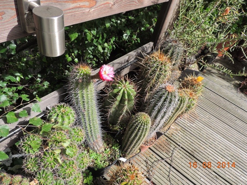 Cacti and Sukkulent in Köln, every day new flowers in the greenhouse Part 112 1/2 Bild_165