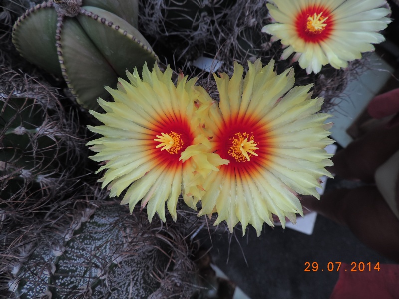 Cacti and Sukkulent in Köln, every day new flowers in the greenhouse Part 112 1/2 Bild_203