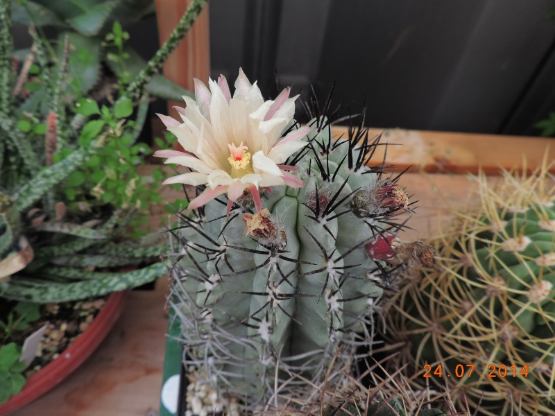Cacti and Sukkulent in Köln, every day new flowers in the greenhouse Part 111   Bild_753