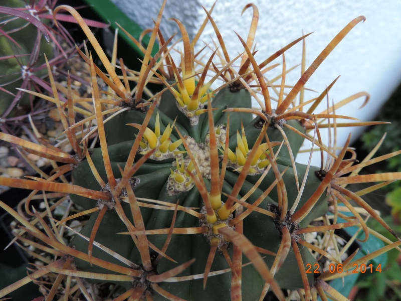 Cacti and Sukkulent in Köln, every day new flowers in the greenhouse Part 112 Bild_774