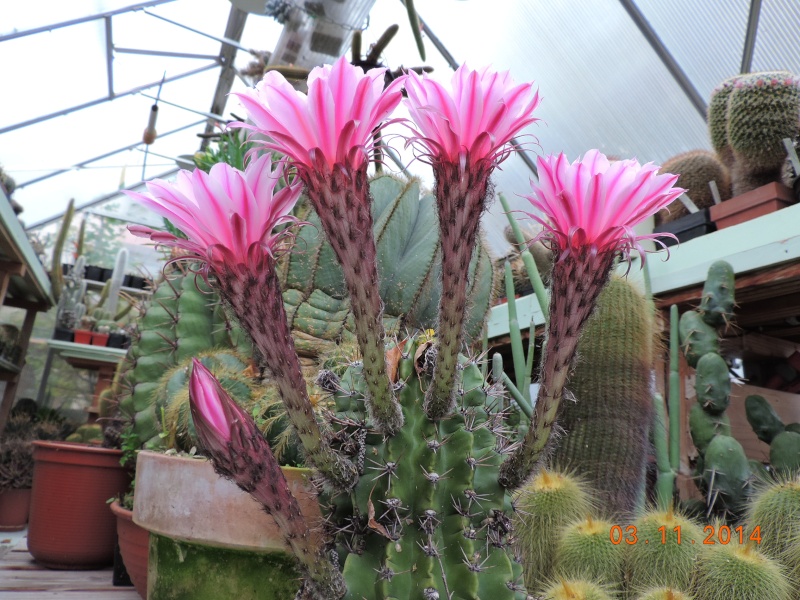 Cacti and Sukkulent in Köln, every day new flowers in the greenhouse Part 111   Bild_817