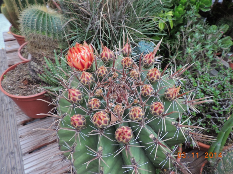 Cacti and Sukkulent in Köln, every day new flowers in the greenhouse Part 111   Bild_819