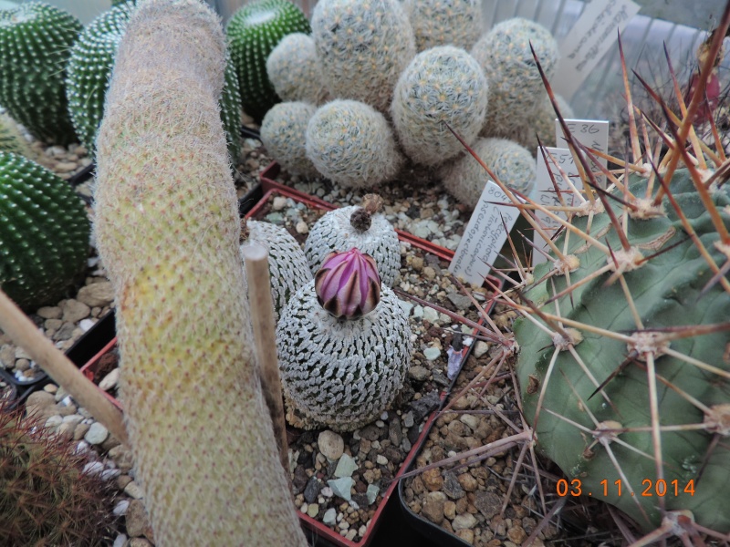 Cacti and Sukkulent in Köln, every day new flowers in the greenhouse Part 111   Bild_826