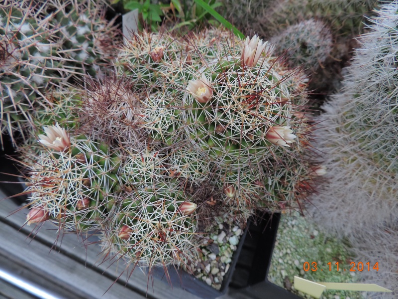 Cacti and Sukkulent in Köln, every day new flowers in the greenhouse Part 111   Bild_830