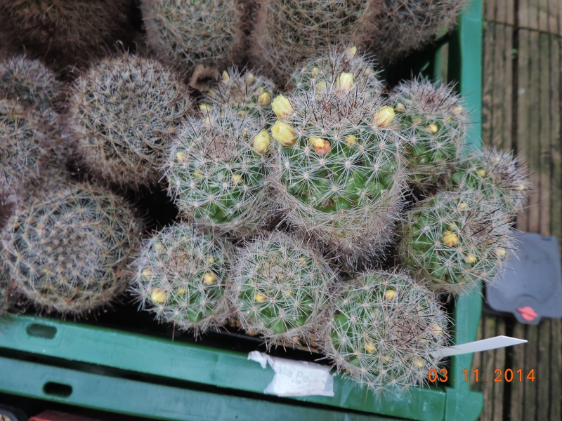 Cacti and Sukkulent in Köln, every day new flowers in the greenhouse Part 111   Bild_832