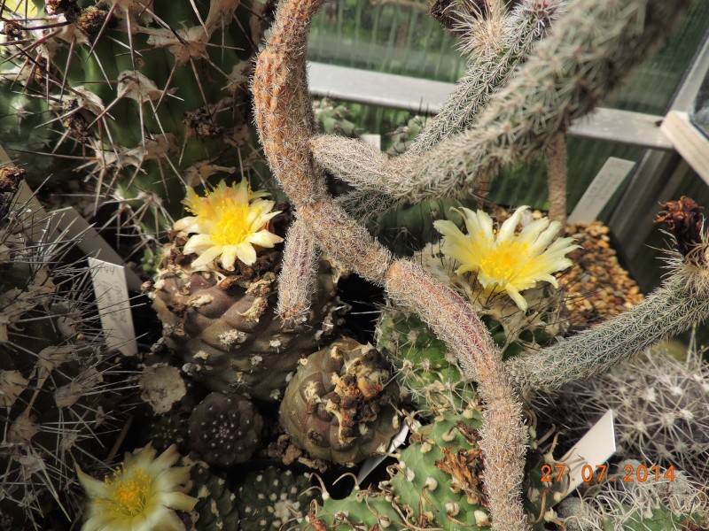 Cacti and Sukkulent in Köln, every day new flowers in the greenhouse Part 111   Bild_844