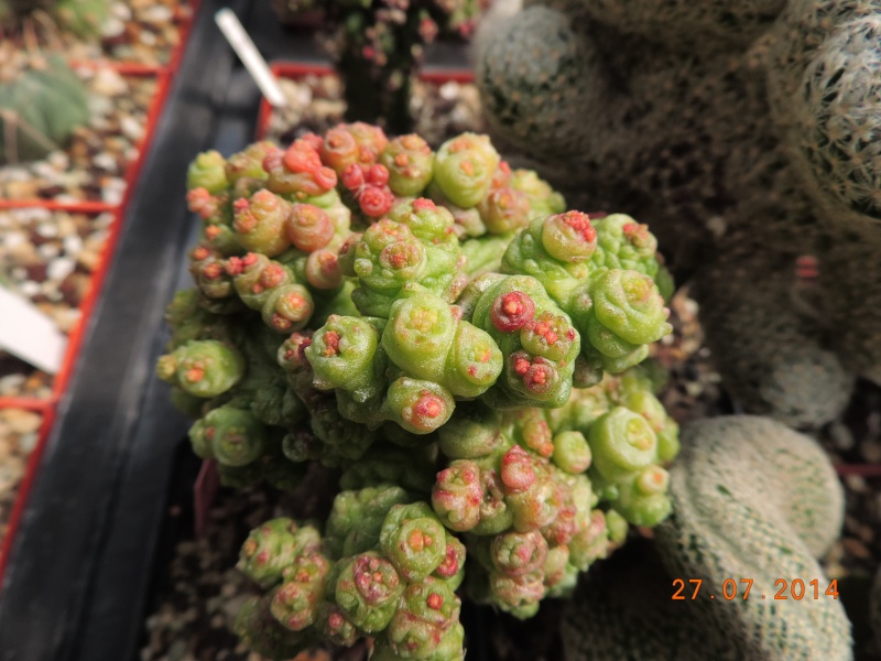 Cacti and Sukkulent in Köln, every day new flowers in the greenhouse Part 111   Bild_848