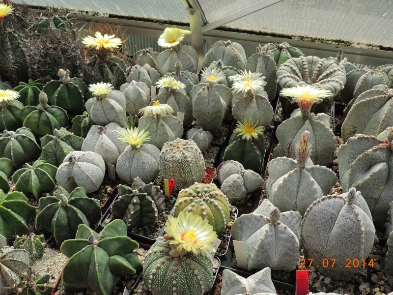 Cacti and Sukkulent in Köln, every day new flowers in the greenhouse Part 111   Bild_854